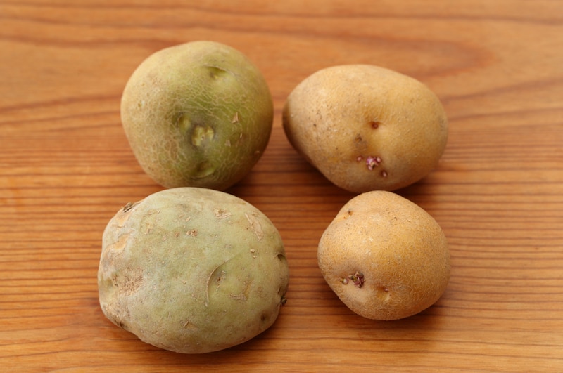 7月にジャガイモ収穫したら芽が出てたつぎいろ