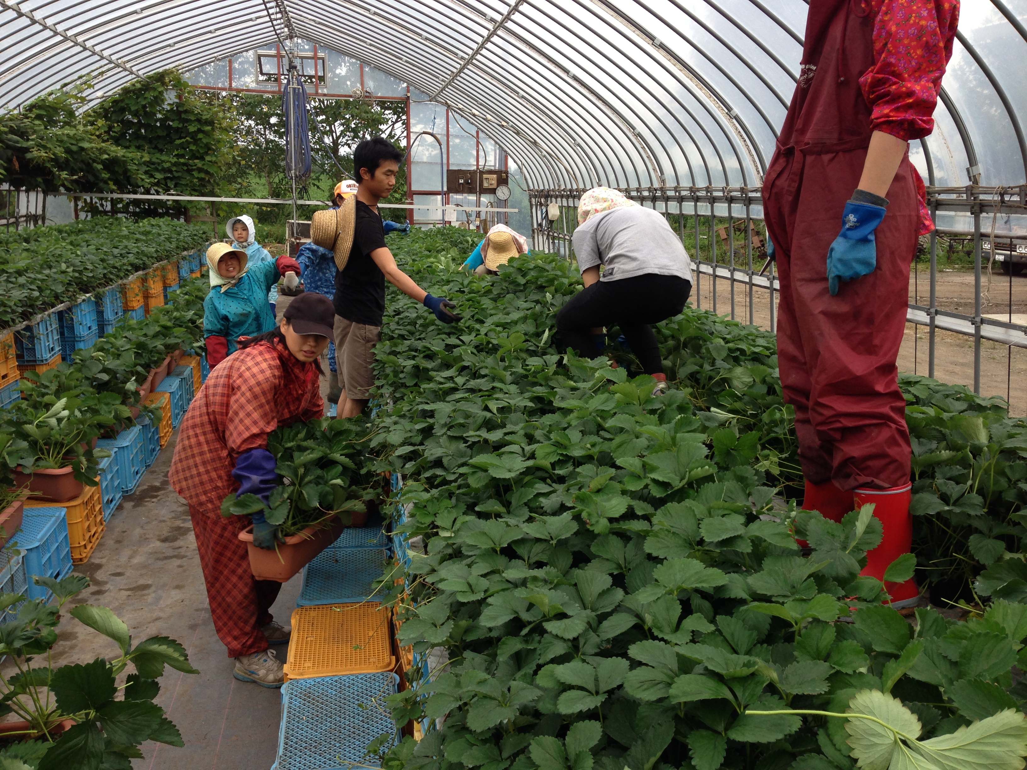 いちごの植え方、プランター、ランナー等、いちごの栽培を徹底解説！ - みんなのブログ体験農園なら貸し農園 市民農園 のシェア畑
