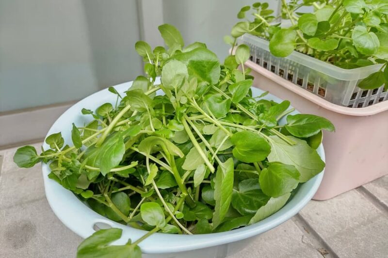 ミニ水耕菜園キット クレソンタネペラ