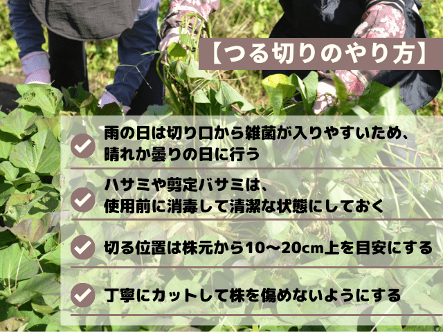 いも掘りシーズン到来！さつまいものつるを活用してリースを手作りしてみよう自作・DIYBE-PAL キャンプ、アウトドア、自然派生活の情報源ビーパル