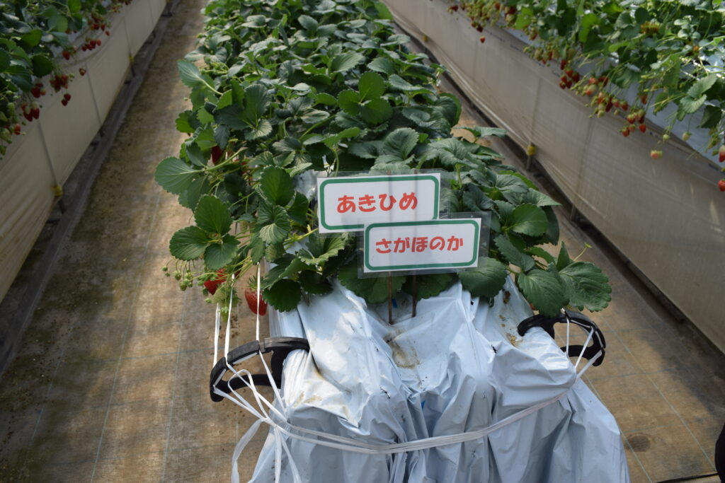 一番甘いいちごを探そう！ 「川戸ファーム」のいちご狩り！Totsuka_Zine