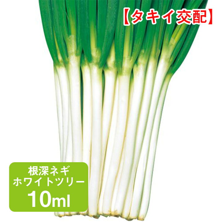 令和7年産先行予約訳あり 飛騨の根深ねぎ 2kg 薬味からお鍋までおすすめ！白ねぎ 白ネギ サイズ・太さ様々 不揃い 訳アリ ワケアリ 野菜産地直送 国産 syun86 - 岐阜県飛騨市ふるさとチョイス - ふるさと納税サイト