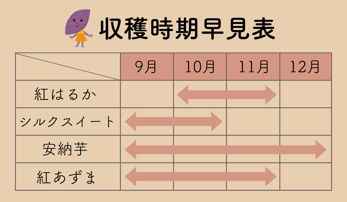 さつまいもは収穫が早すぎると3つの問題が!?シルクスイートや紅はるかの収穫時期や栽培日数の目安や収穫が少ない原因も解説!!ある日のベリーファーム