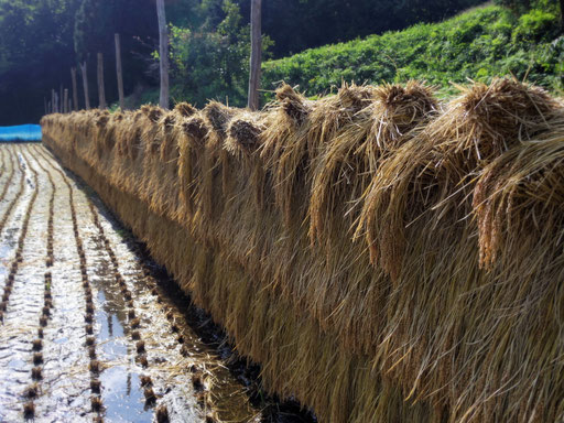 横浜の稲穂の干し方まんまる楽園まんまる楽園