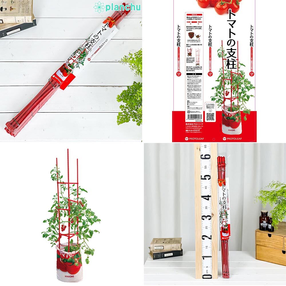 ミニトマトのオベリスク育てキヨミのガーデニングブログ 長澤淨美のアメブロオフィシャルブログPowered by Ameba