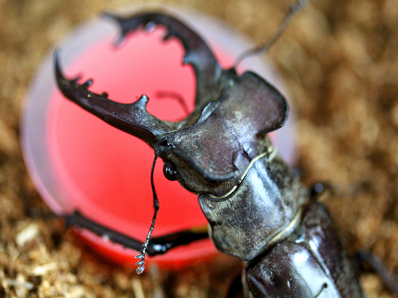 ノコギリクワガタの特徴・生態や飼育・繁殖方法を詳しく解説。オオクワガタを飼おう