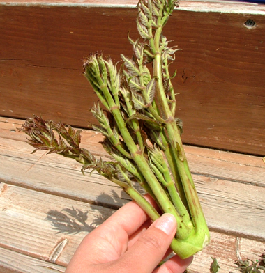 タラの芽の天ぷらのレシピ 下ごしらえ：白ごはん.com