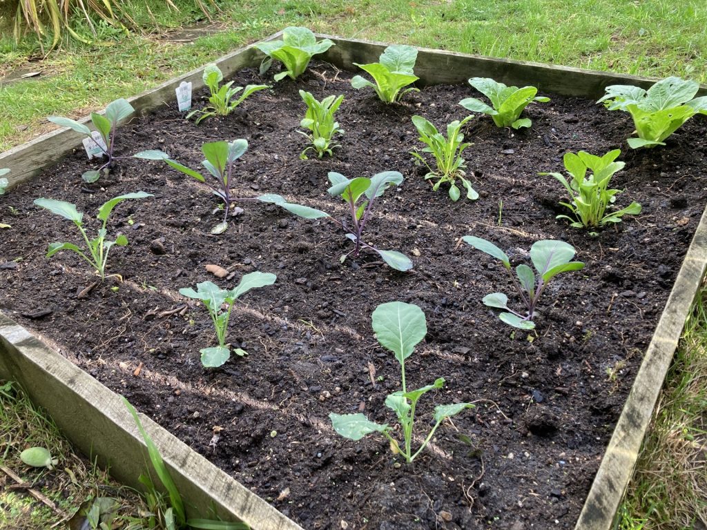 プランターで栽培出来る初心者にオススメの春野菜10選 - みんなのブログ体験農園なら貸し農園 市民農園 のシェア畑