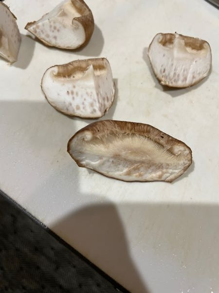 腐ったしいたけを見分けるポイントと、長持ちする保存の仕方ヨムーノ