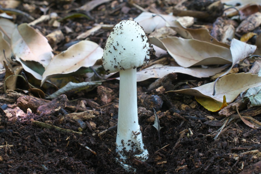 芝生・庭に生えるキノコ山崎造園 兵庫県宍粟市山崎町高所583-1