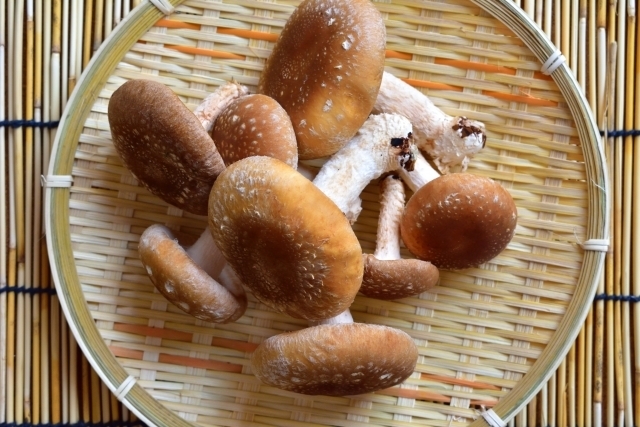 白いカビのようなもの 気中菌糸 が発生したシメジの写真素材113556315- PIXTA