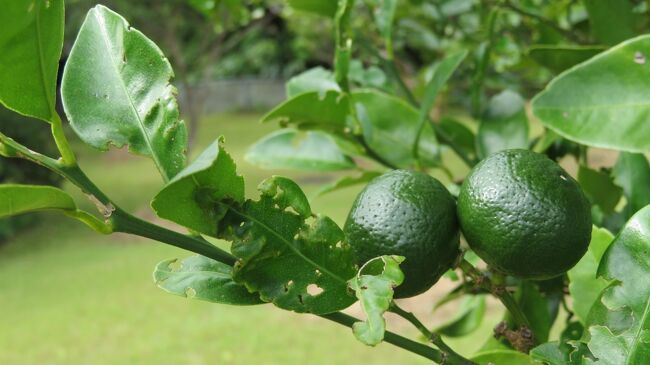 いよかん 沖縄県産伊予柑の写真 画像 カンキツ その他柑橘類