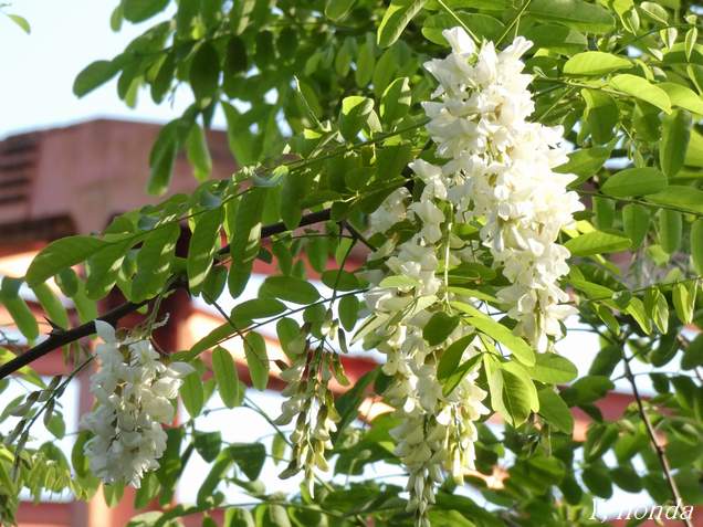 アカシアの花の天ぷら
