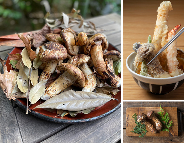 料亭松茸１ｋｇｘ３袋 3000ｇ 割れ欠け折れ訳あり品有名料理店監修レシピ付き！ 楽天ランキング受賞品質本位すき焼きバーベキューキャンプまつたけマツタケホール限定３Kg業務用 冷凍松茸信州美味本舗