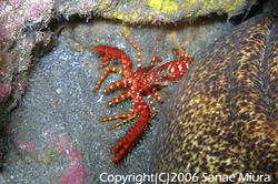 ソトイワシ 2025.06.22- WEB魚図鑑