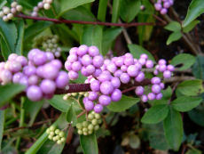 秋に紫色の実を実らせるムラサキシキブ。育て方や剪定の仕方を解説！月にサボテン