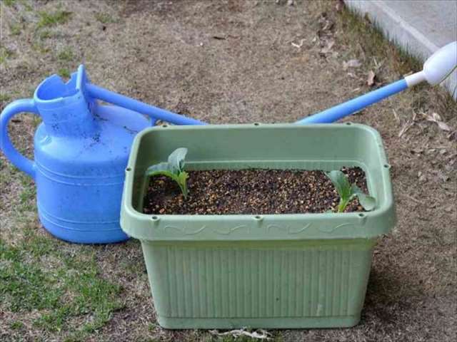 のらぼう菜のプランター栽培：種から苗まで、育て方と病害虫対策を解説