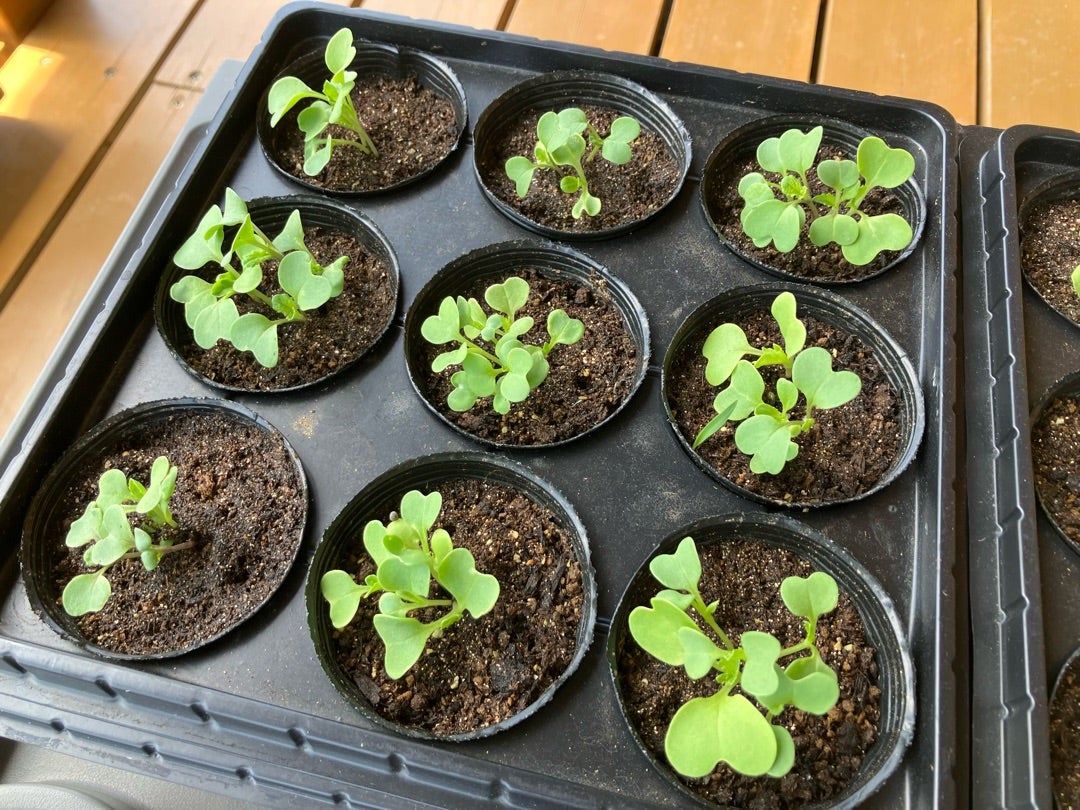 ベビーリーフのプランター栽培 種まきから始める基本の育て方農家web