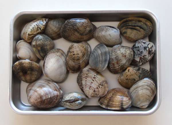 旨味たっぷり！あさりのお吸い物の基本レシピをご紹介