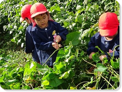 収穫も簡単 サツマイモのつる上伸栽培 - 現代農業WEB