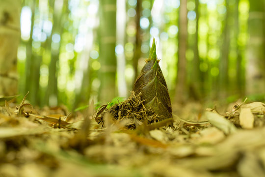 たけのこの旬はいつ？お手頃＆美味しい時期を管理栄養士が解説 - トクバイニュース