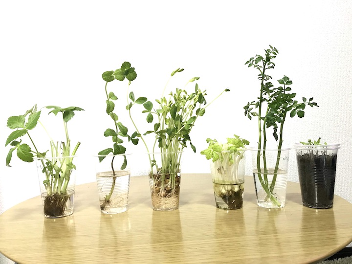 リボベジ 再生野菜 にレッツトライ！楽しくてエコでいいことずくめ♡