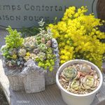 レンズ豆のビーンスプラウトとモッツァレッラチーズのサラダ