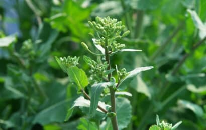 のらぼう菜とは？ 旬や栽培方法、おすすめレシピも解説 日本伝統野菜推進協会監修 マイナビ農業