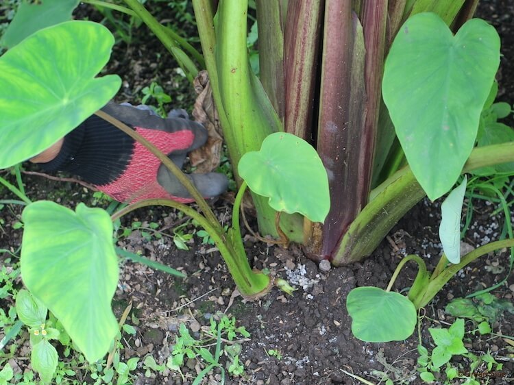 里芋 さといも 栽培に芽かきは必要？ 芽かきのタイミングとやり方農家web