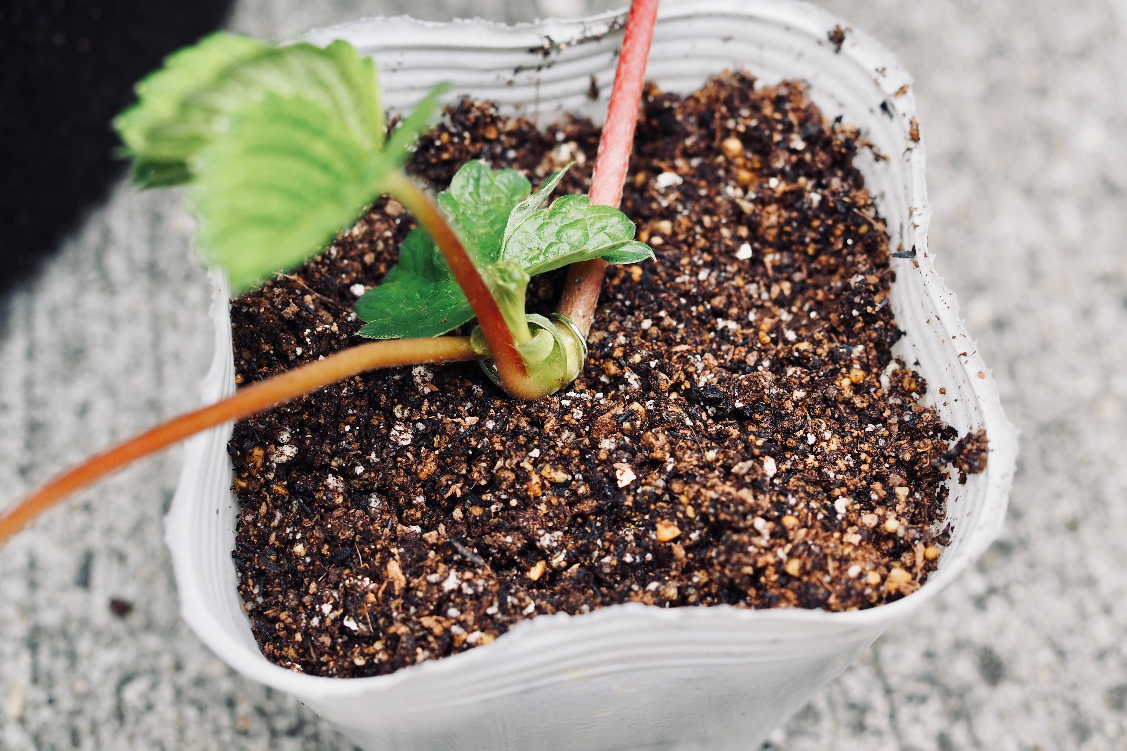 自然栽培流！いちご🍓の植え方から増やし方まとめMediVege〜内科医が自然栽培野菜を処方します