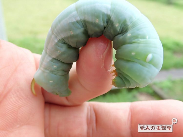 ハートの葉っぱのむかご♡ - Be Happinessビィハピ