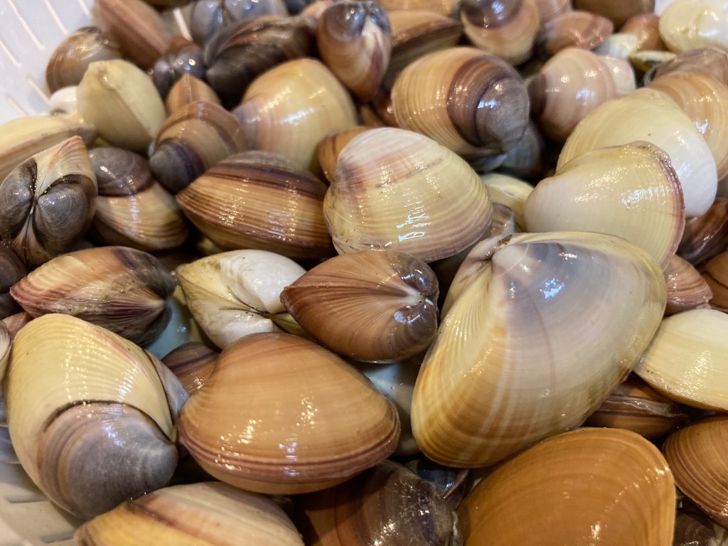 あさり」と「はまぐり」の違いをくわしく解説！味はどう違う？見分け方やどっちが美味しいかなど徹底調査！おうちごはん研究所