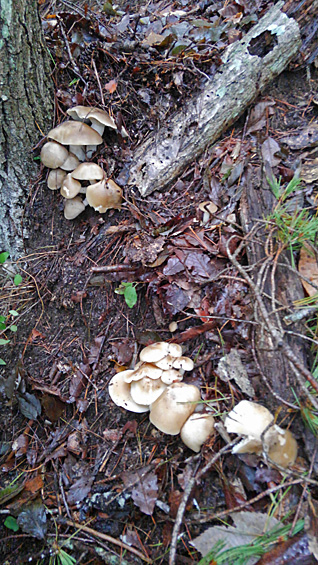 新連載 ナカノきのこ図鑑 ぶなしめじなかのきのこ新聞Web