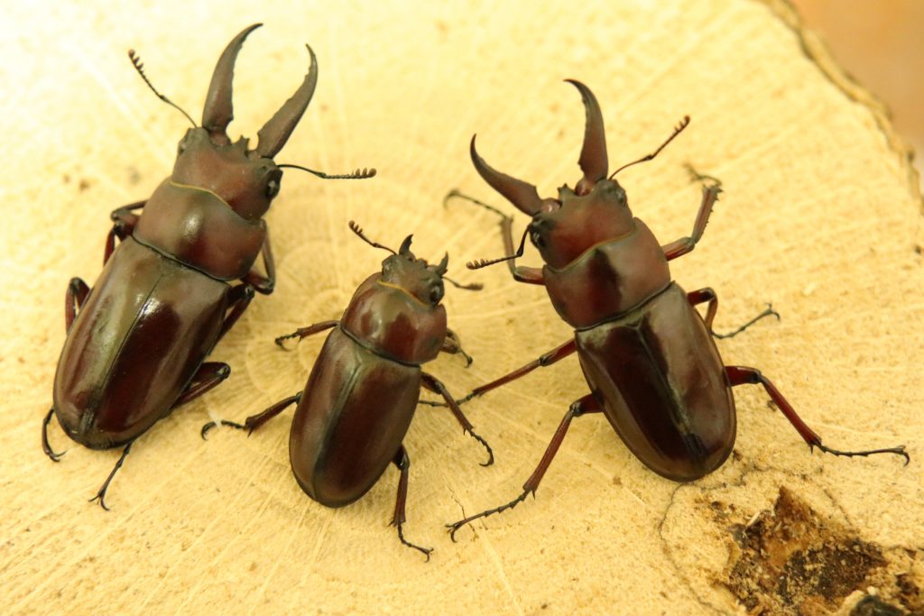 ノコギリクワガタ旬のもの暦生活日本の季節を楽しむ暮らし