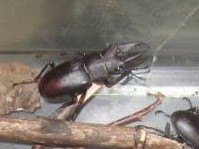 ノコギリクワガタの生態や観察のポイント - 生きもの図鑑HondaキャンプHonda公式サイト