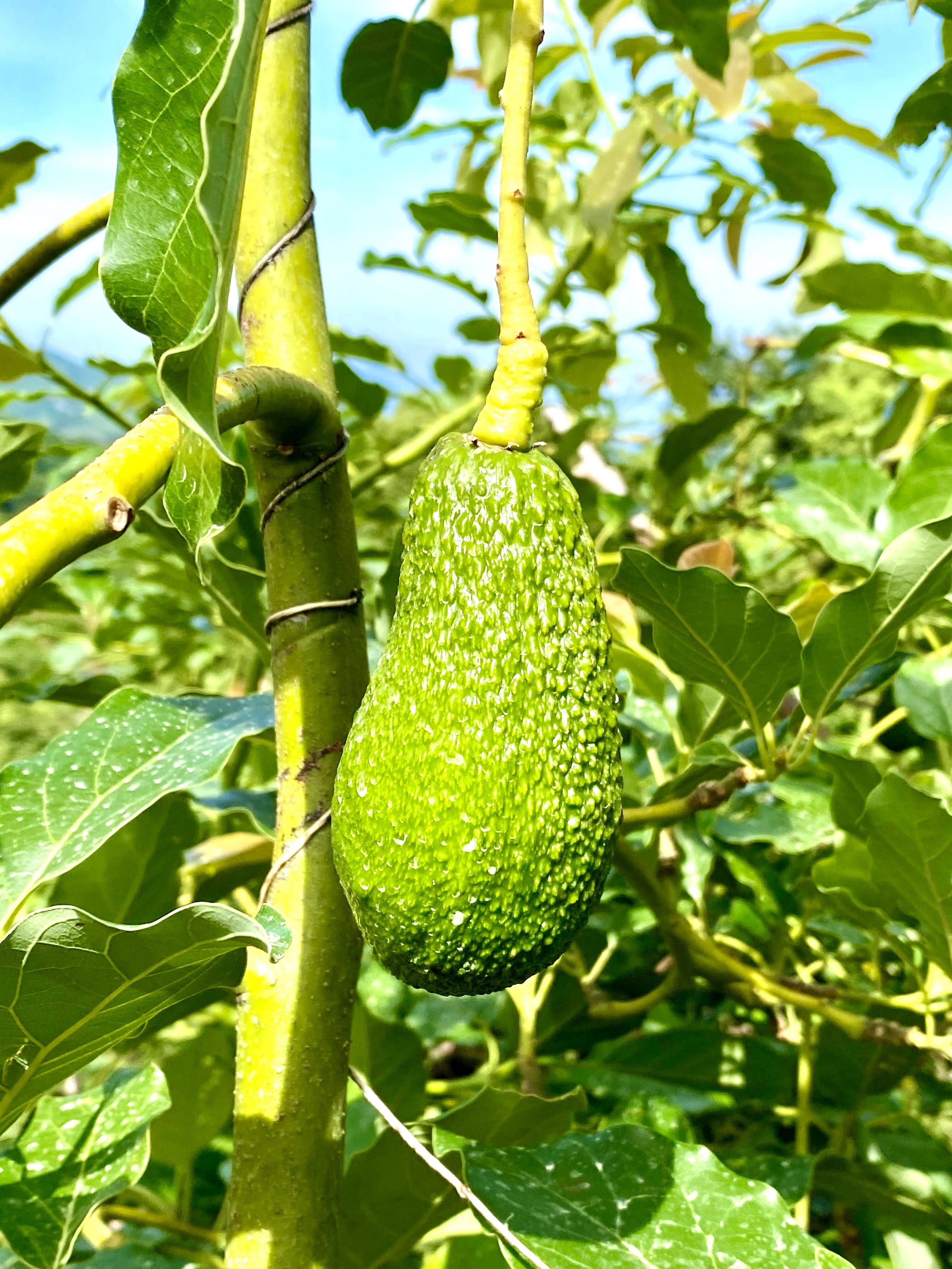 愛媛県産「幻の国産アボカド」を発見！栄養たっぷりのアボガドを産直・通販で手に入れよう！KITONARU きとなる