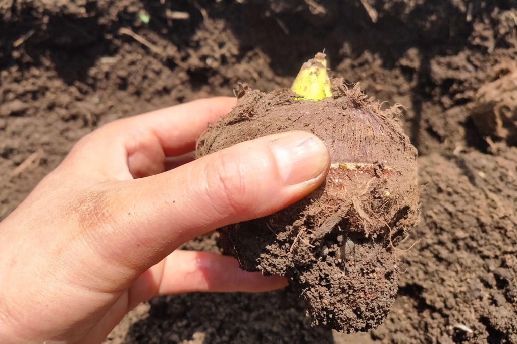 里芋を植える時期や追肥時期は？水やりはいつまで必要？🍀GreenSnap グリーンスナップ