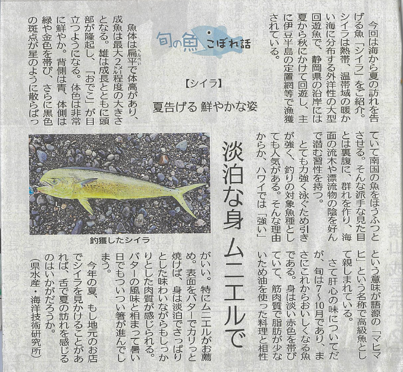 市場トピックス» Blog Archive » 「シイラ」です