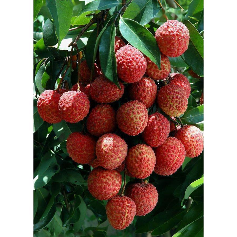 瑞々しいフルーツの静物油絵イラスト・フリー素材なら「シンテリ」