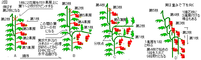 ミニトマト栽培 初心者編 成功する育て方6ヵ条施設園芸.com