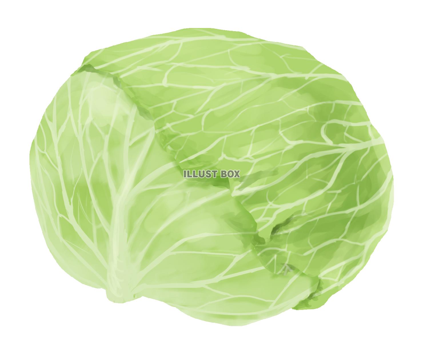 キャベツ 色鉛筆画 イラスト - No: 907006無料イラスト・フリー素材なら「イラストAC」