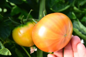 先行予約 あまえぎみ クレアイエロー フルーツトマト 1キロ 1kg たっぷり ミニトマト プチトマト トマト 高糖度 甘い フルーツ 野菜 お弁当サラダ ギフト リコピン 完熟 新鮮 ツヤツヤ おいしい お取り寄せ とまと 特産品 ブランド ブランドトマト 愛知県 豊橋市愛知