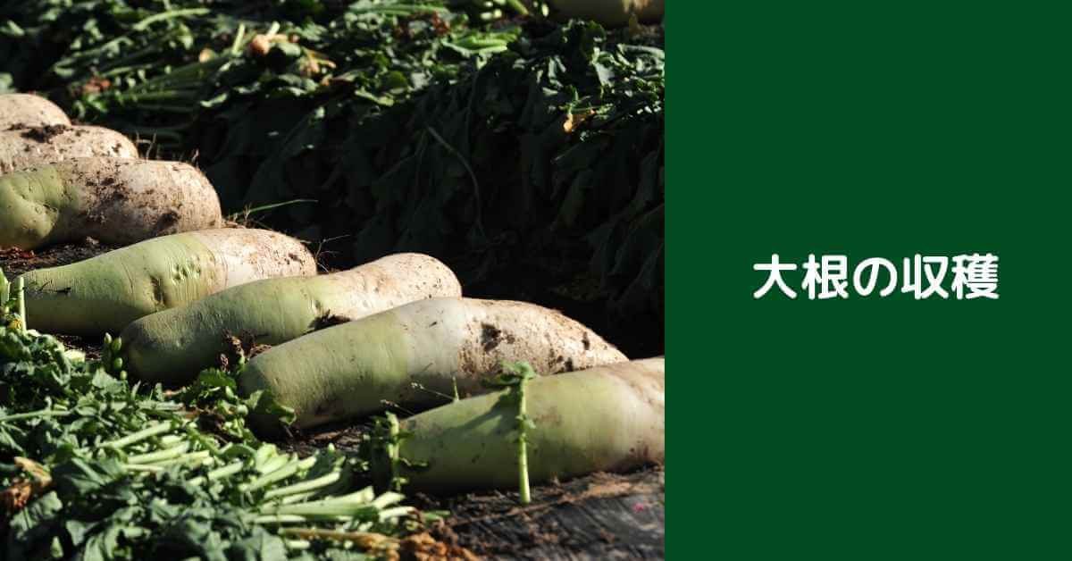 ミニ大根の育て方プランターでベランダ菜園を始めよう！ – UETE