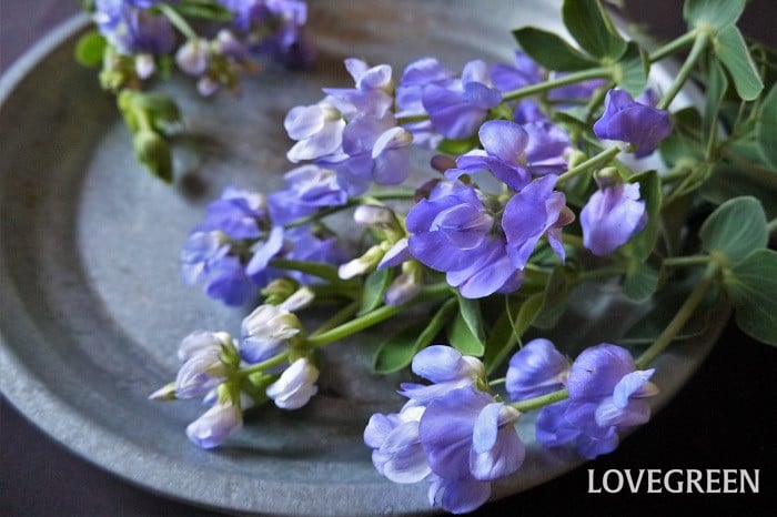 ❀ スイートピー ニンバス 花の種 ❀ - メルカリ