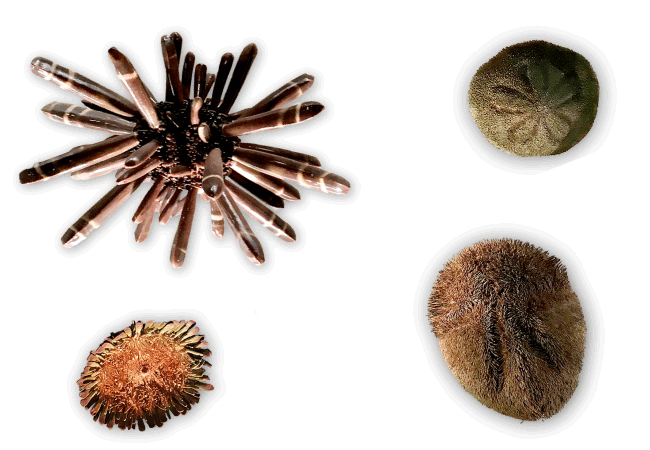 ウニって何者なんだ？ - ひたすら自己紹介を続けて、いいお相手に巡り会えるのを待つブログ