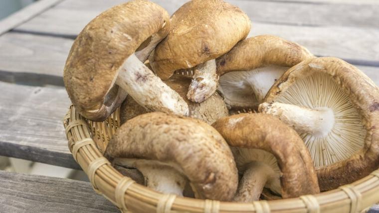 簡単おつまみ しいたけの黒こしょうチーズ焼き