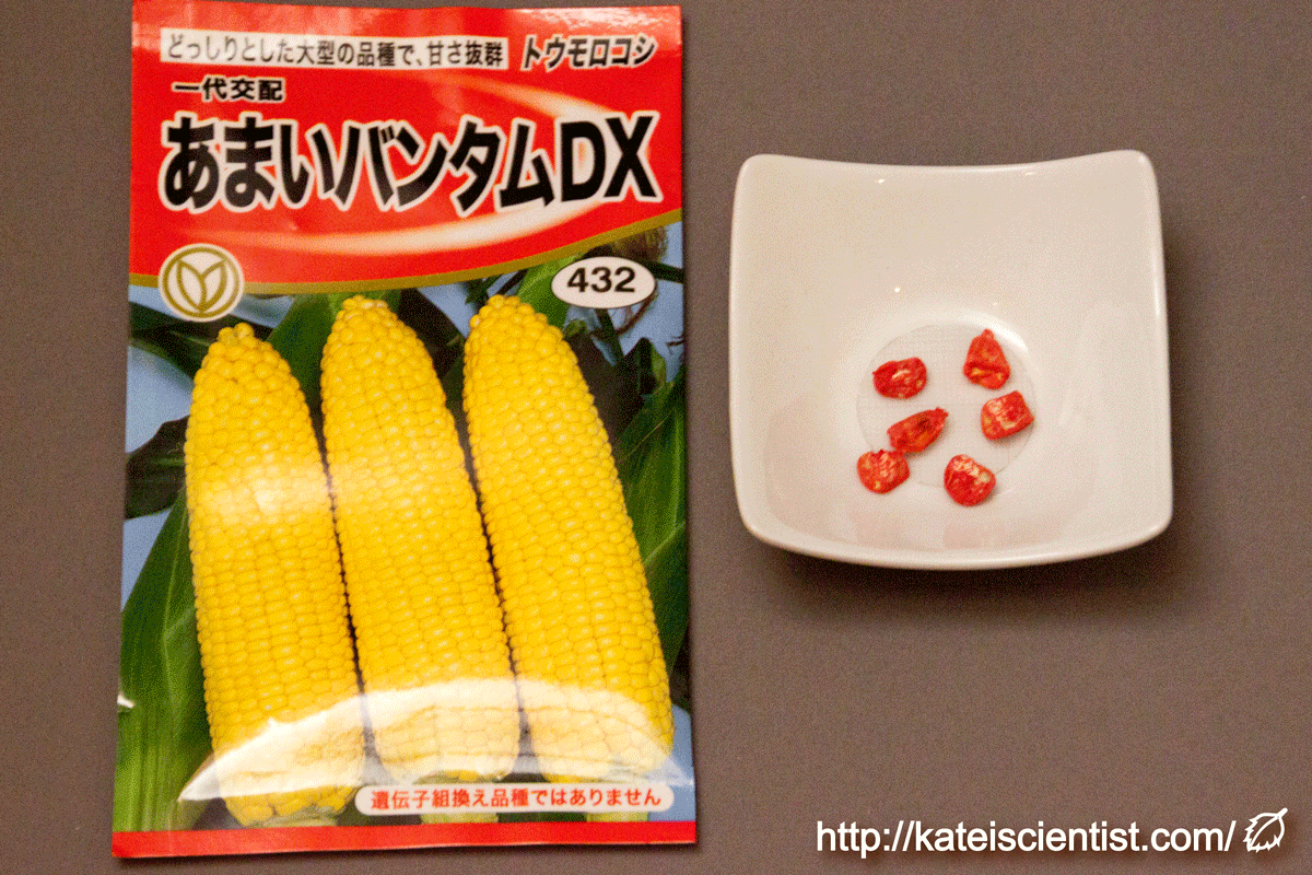 トウモロコシの育て方 初心者でも失敗しない栽培方法とは？植物とあなたをつなぐPlantia