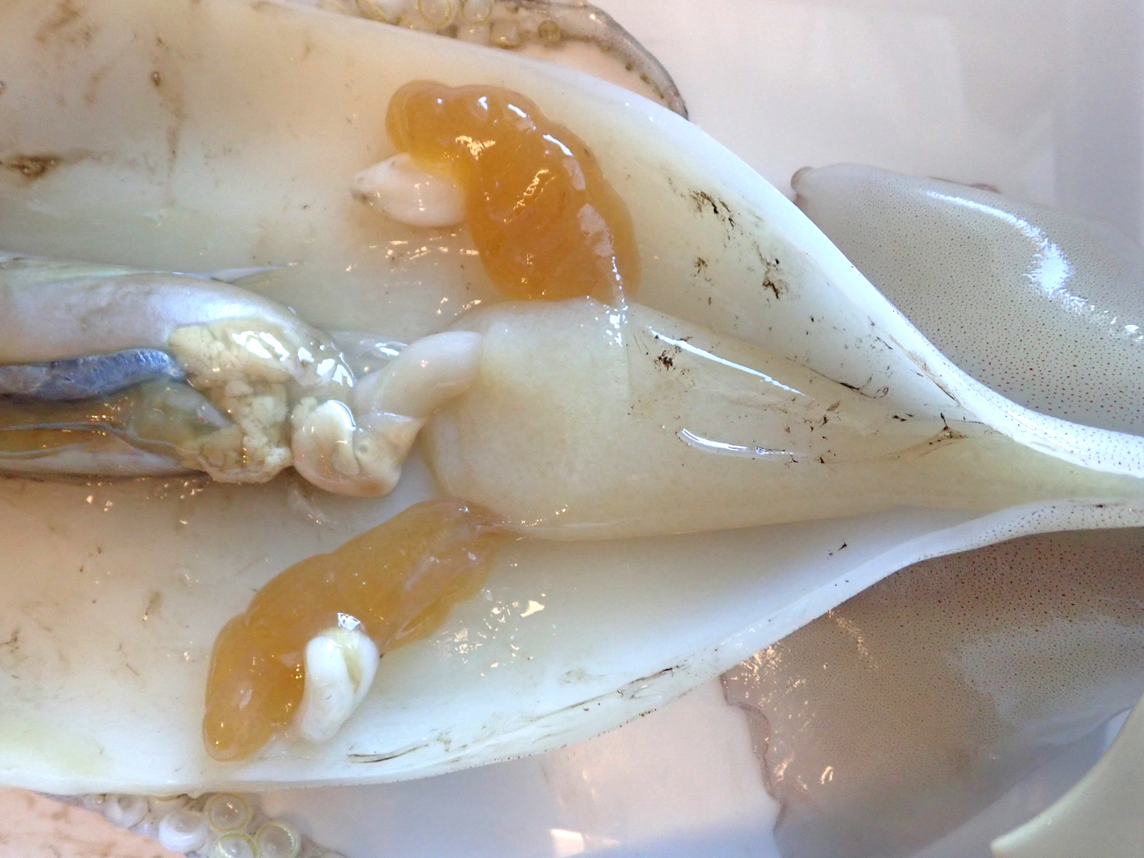 イカの「卵嚢 らんのう 」から、大体どれくらい数が孵化する