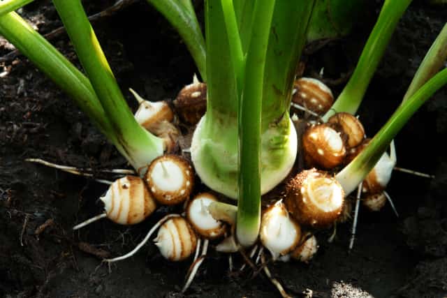 里芋の栽培：種芋の植え付け さといもの植え付け方 - 家庭菜園の里芋の植え付け有機栽培でおいしい野菜作り
