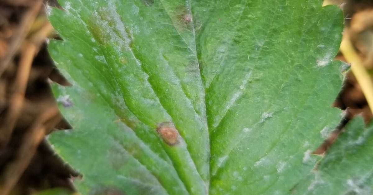 いちご炭疽病おすすめ農薬！予防や治療に効く殺菌剤 育苗の炭そ病株式会社イチゴテック